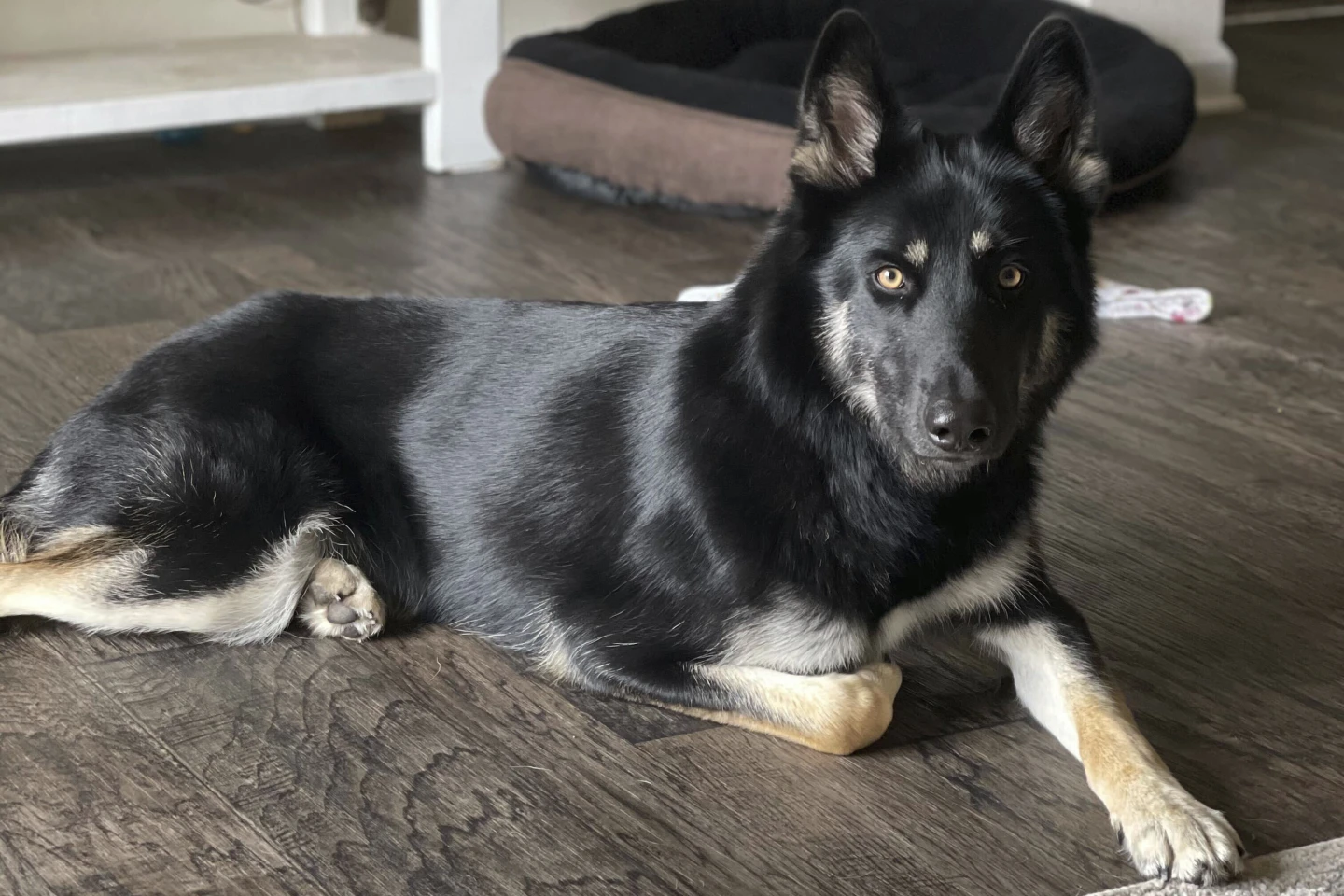 Missing dog returned to family home and rang the doorbell