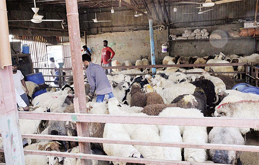 Project to identify sites for halal livestock