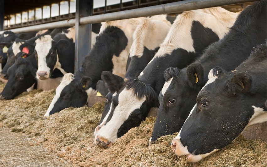 PAAAFR reduces feed prices for livestock producers from March