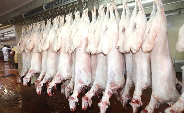 Kuwait bans export of livestock indefinitely