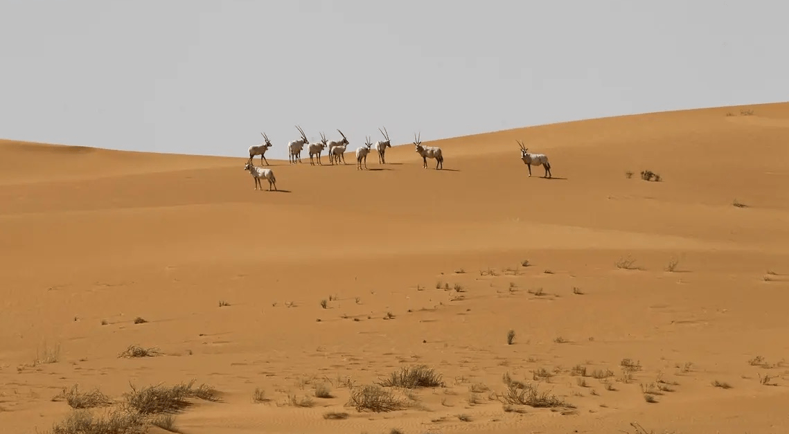 Uruq Bani Ma'arid: Saudi Arabia's newest UNESCO World Heritage treasure