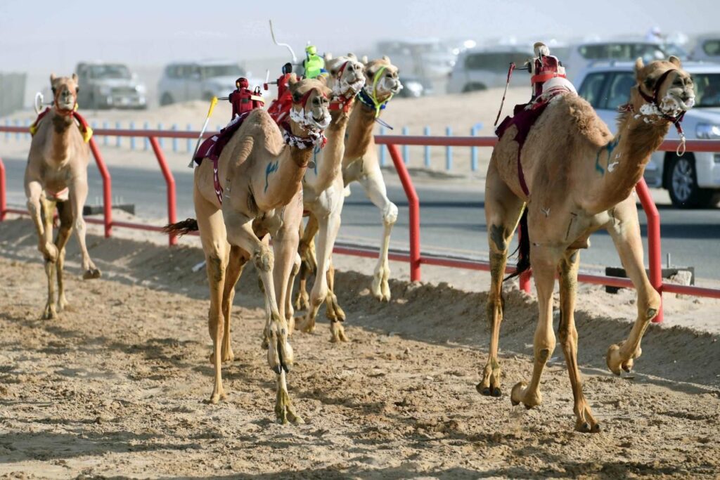 kuwait camel tour